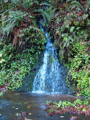 [Small stream of water opens to a larger triangle on a hillside before it hits the ground. Ferns are all around the water.]